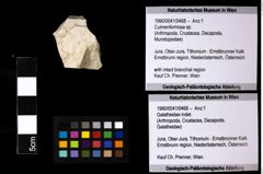 Foto (Objekt + Etiketten) von Culmenformosa sp. 